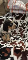 LuLu, a female Bluetick Coonhound for sale in Tullahoma, TN – Photo 3 of 4