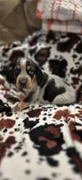 LuLu, a female Bluetick Coonhound for sale in Tullahoma, TN – Photo 1 of 4