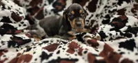 Buffy, a female Bluetick Coonhound for sale in Tullahoma, TN – Photo 1 of 5