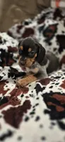 Buffy, a female Bluetick Coonhound for sale in Tullahoma, TN – Photo 2 of 5