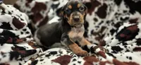 Buffy, a female Bluetick Coonhound for sale in Tullahoma, TN – Photo 5 of 5