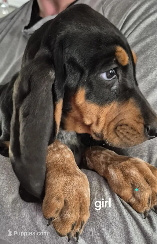 Buffy – Bluetick Coonhound puppy for sale in Tullahoma, TN