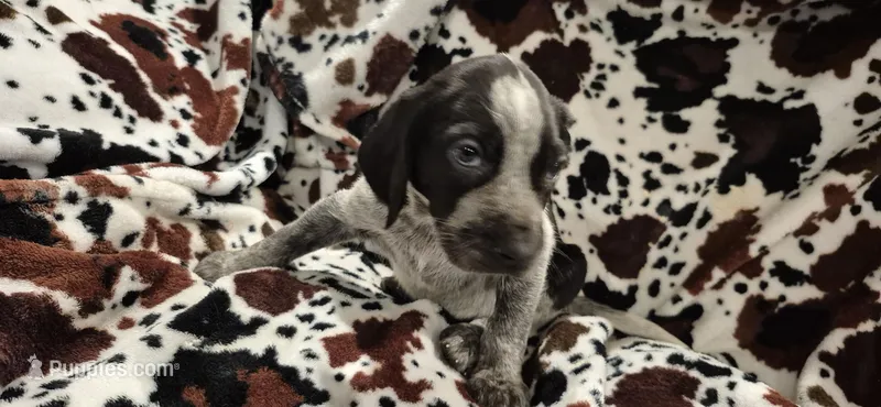 Rebel  – Bluetick Coonhound puppy for sale in Tullahoma, TN