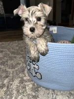 sonny, a male Miniature Schnauzer for sale in Bakersfield, CA – 3 of 4