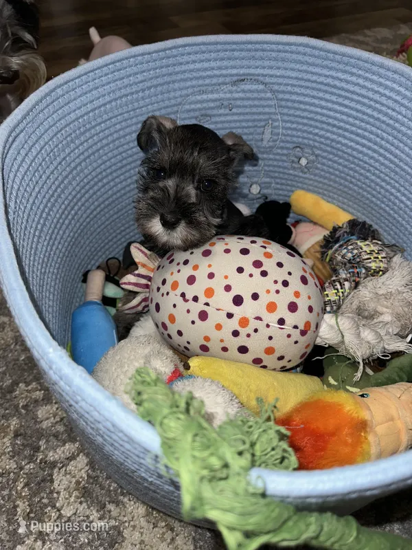 PRIM – Miniature Schnauzer puppy for sale in Bakersfield, CA