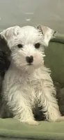 suiri, a female Miniature Schnauzer for sale in Bakersfield, CA – 3 of 4
