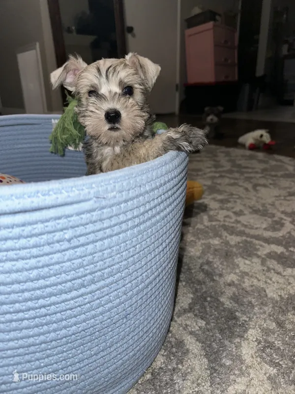 sonny – Miniature Schnauzer puppy for sale in Bakersfield, CA