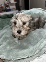 sonny, a male Miniature Schnauzer for sale in Bakersfield, CA – 4 of 4