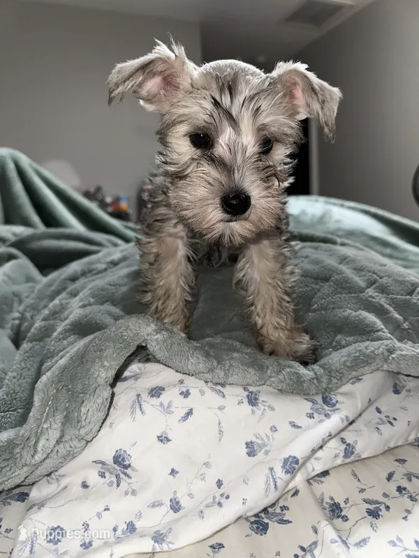 SONNY – Miniature Schnauzer puppy for sale in Bakersfield, CA
