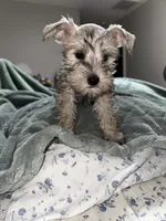 SONNY, a male Miniature Schnauzer for sale in Bakersfield, CA – 1 of 5