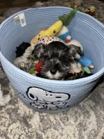 PRIM, a female Miniature Schnauzer for sale in Bakersfield, CA – 3 of 4