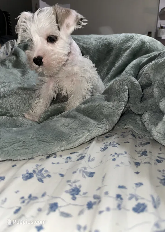 PANDA – Miniature Schnauzer puppy for sale in Bakersfield, CA