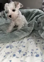 PANDA, a female Miniature Schnauzer for sale in Bakersfield, CA – 1 of 4