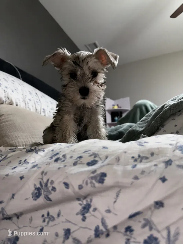 sonny – Miniature Schnauzer puppy for sale in Bakersfield, CA