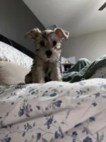 sonny, a male Miniature Schnauzer for sale in Bakersfield, CA – 1 of 4