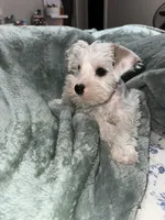 suiri, a female Miniature Schnauzer for sale in Bakersfield, CA – 2 of 4