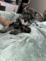PRIM, a female Miniature Schnauzer for sale in Bakersfield, CA – 4 of 4