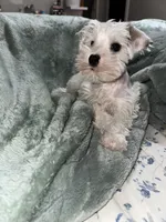 suiri, a female Miniature Schnauzer for sale in Bakersfield, CA – 4 of 4