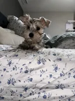 SONNY, a male Miniature Schnauzer for sale in Bakersfield, CA – 5 of 5