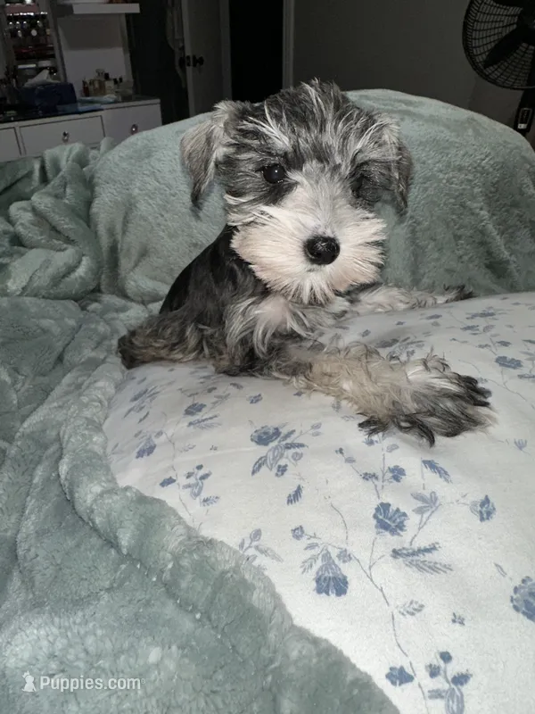 PIPER – Miniature Schnauzer puppy for sale in Bakersfield, CA