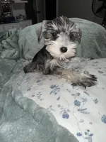 PIPER, a female Miniature Schnauzer for sale in Bakersfield, CA – 1 of 2