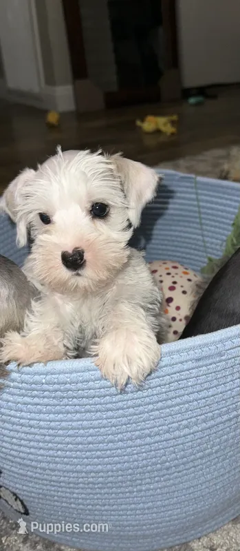 suiri – Miniature Schnauzer puppy for sale in Bakersfield, CA