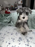 PIPER, a female Miniature Schnauzer for sale in Bakersfield, CA – 2 of 2
