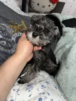 PRIM, a female Miniature Schnauzer for sale in Bakersfield, CA – 2 of 4