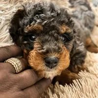 Candy, a female Miniature Bernedoodle for sale in Waldorf, MD – Photo 4 of 10