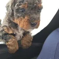 Candy, a female Miniature Bernedoodle for sale in Waldorf, MD – Photo 6 of 10