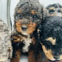Candy, a female Miniature Bernedoodle for sale in Waldorf, MD – Photo 7 of 10