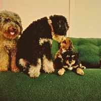 Candy, a female Miniature Bernedoodle for sale in Waldorf, MD – Photo 3 of 10