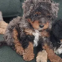 Candy, a female Miniature Bernedoodle for sale in Waldorf, MD – Photo 1 of 10