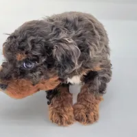 Candy, a female Miniature Bernedoodle for sale in Waldorf, MD – Photo 5 of 10