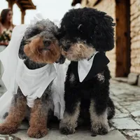 Candy, a female Miniature Bernedoodle for sale in Waldorf, MD – Photo 9 of 10