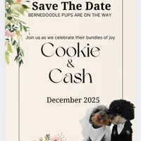 Candy, a female Miniature Bernedoodle for sale in Waldorf, MD – Photo 10 of 10