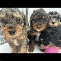 Candy, a female Miniature Bernedoodle for sale in Waldorf, MD – Photo 8 of 10