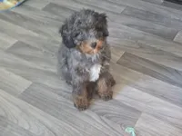 Teddy, a male Miniature Bernedoodle for sale in Waldorf, MD – 5 of 5