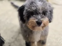 Matcha, a female Miniature Bernedoodle for sale in Waldorf, MD – 6 of 7
