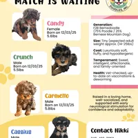 Crunch, a male Miniature Bernedoodle for sale in Waldorf, MD – Photo 2 of 10