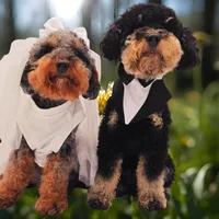 Crunch, a male Miniature Bernedoodle for sale in Waldorf, MD – Photo 3 of 10