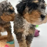 Crunch, a male Miniature Bernedoodle for sale in Waldorf, MD – Photo 6 of 10