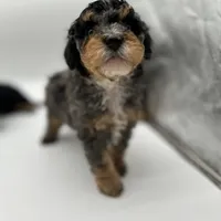 Crunch, a male Miniature Bernedoodle for sale in Waldorf, MD – Photo 7 of 10