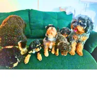 Crunch, a male Miniature Bernedoodle for sale in Waldorf, MD – Photo 4 of 10