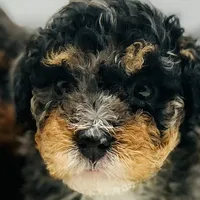 Crunch, a male Miniature Bernedoodle for sale in Waldorf, MD – Photo 1 of 10