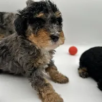 Crunch, a male Miniature Bernedoodle for sale in Waldorf, MD – Photo 8 of 10