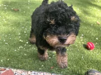Denim, a male Miniature Bernedoodle for sale in Waldorf, MD – 4 of 4