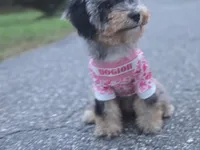 Matcha, a female Miniature Bernedoodle for sale in Waldorf, MD – 4 of 7