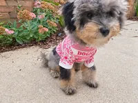 Matcha, a female Miniature Bernedoodle for sale in Waldorf, MD – 2 of 7