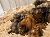 processed/cd4bcec2-b1fc-4283-b36b-81463eeb5193/listing/4ccb5195-48a5-4d0a-bf64-fee72fa65fca/d8d0bca7-fd28-4eda-9932-70c3ce4c7410